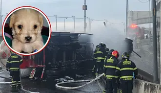 Cerecito, hijo de perrita rescatada de la explosión del Puente de la Concordia cumple su primer mes de vida