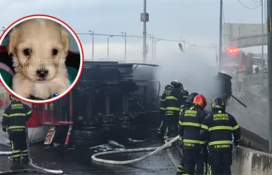 Cerecito, hijo de perrita rescatada de la explosión del Puente de la Concordia cumple su primer mes de vida