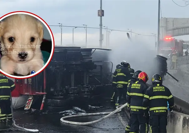 Cerecito, hijo de perrita rescatada de la explosión del Puente de la Concordia cumple su primer mes de vida