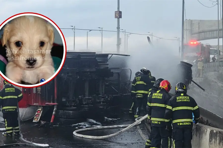 Cerecito, hijo de perrita rescatada de la explosión del Puente de la Concordia cumple su primer mes de vida
