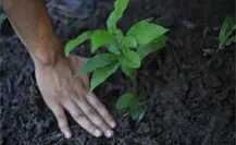 Gobierno de Tabasco realiza mega jornada de reforestación en la selva