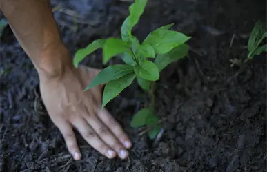 Gobierno de Tabasco realiza mega jornada de reforestación en la selva