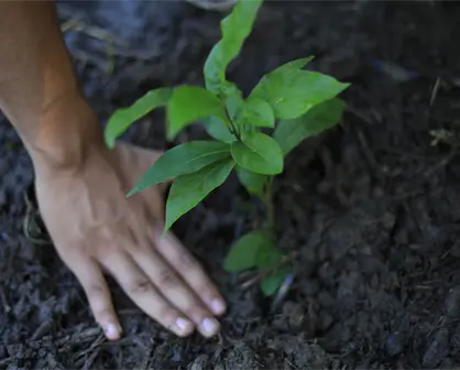 Gobierno de Tabasco realiza mega jornada de reforestación en la selva