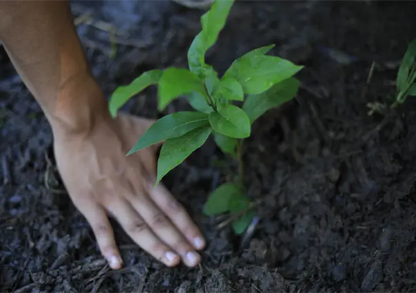 Gobierno de Tabasco realiza mega jornada de reforestación en la selva