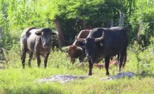 Detectan 46 nuevos casos de gusano barrenador en Yucatán