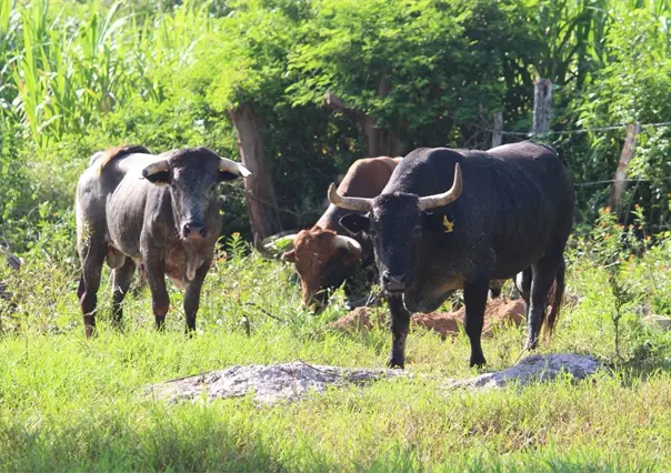 Detectan 46 nuevos casos de gusano barrenador en Yucatán