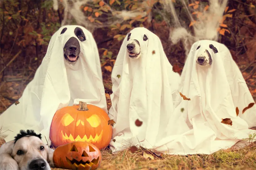 Perritos disfrazados. Foto: Canva