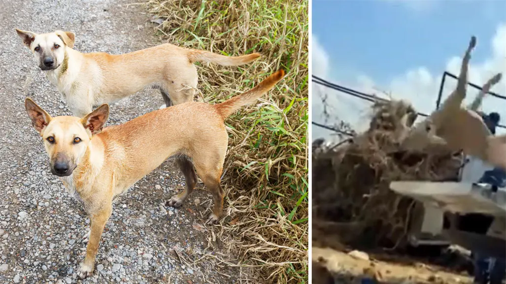 Perros lanzados en basura de Piedras Negras: multa alcanzaría hasta el millón de pesos