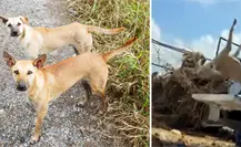 Perros lanzados en basura de Piedras Negras: multa alcanzaría hasta el millón de pesos Perros lanzados en basura de Piedras Negras: multa alcanzaría hasta el millón de pesos