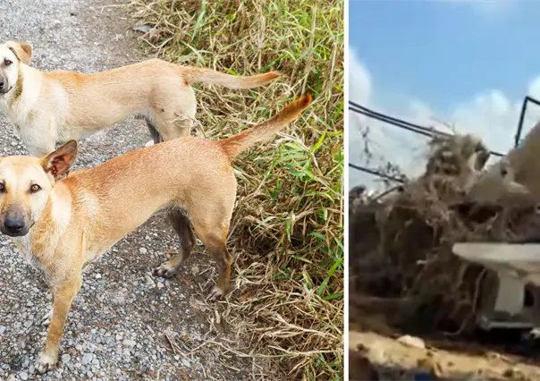 Perros lanzados en basura de Piedras Negras: multa alcanzaría hasta el millón de pesos