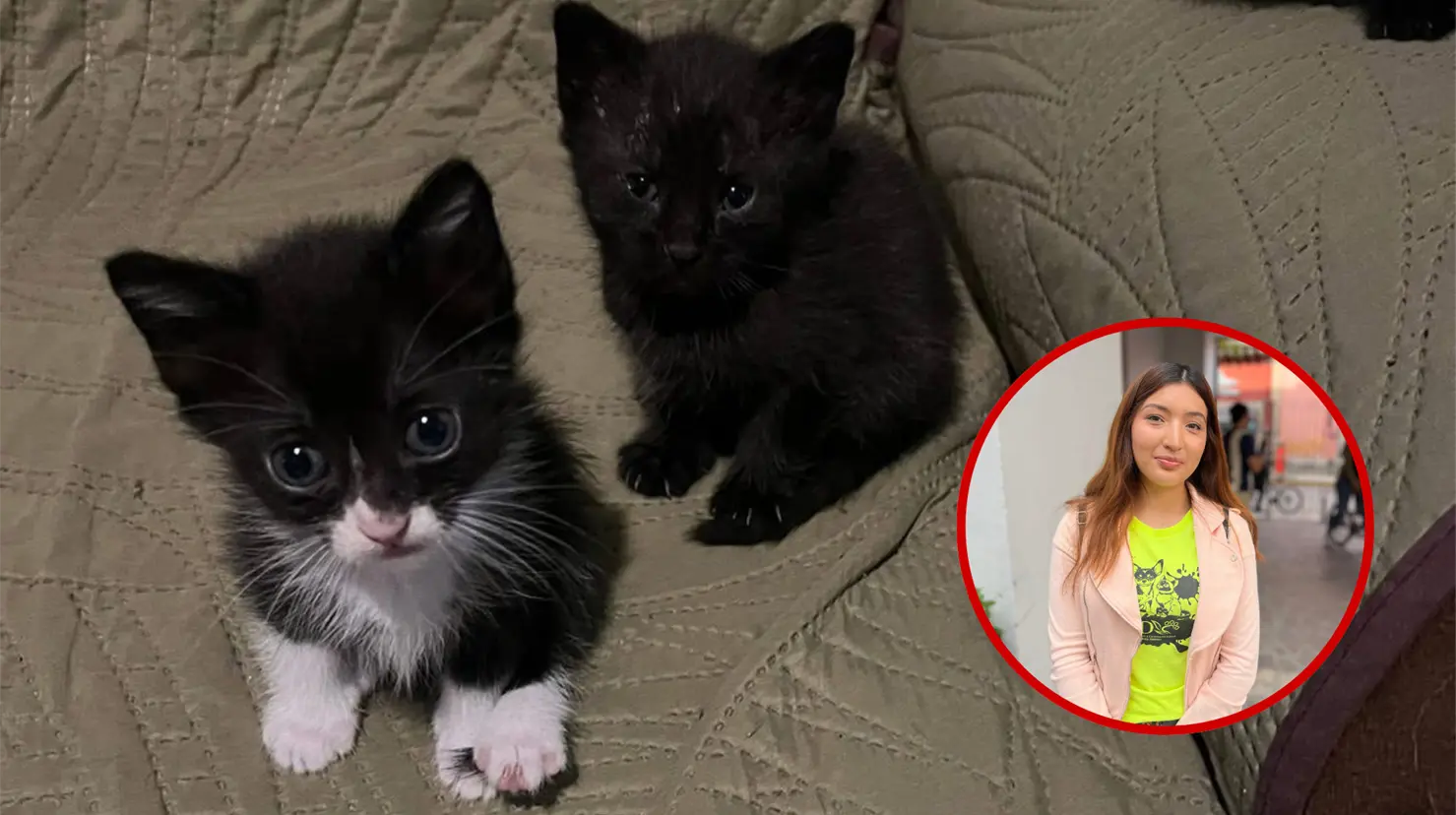 Piden protectora de animales no dar en adopción a gatos negros. Foto: Especial.