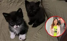 Halloween en Durango: la razón por la que vigilan la adopción de gatos negros en esta época del año