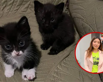 Halloween en Durango: la razón por la que vigilan la adopción de gatos negros en esta época del año