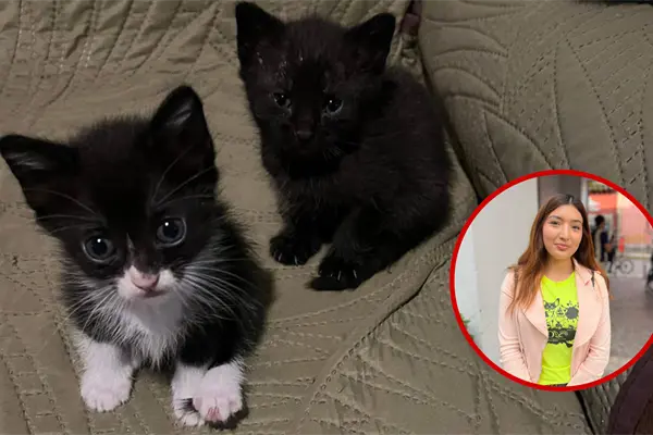 Halloween en Durango: la razón por la que vigilan la adopción de gatos negros en esta época del año