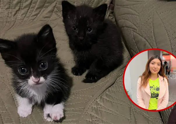 Halloween en Durango: la razón por la que vigilan la adopción de gatos negros en esta época del año