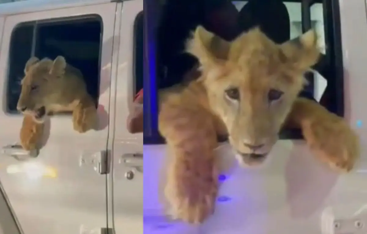 Foto: Captura video | TikTok / ruso.martz2