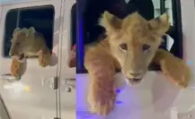Captan en video un león dando un paseo en auto por el centro de Cabo San Lucas
