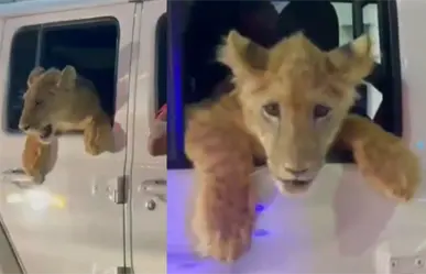 Captan en video un león dando un paseo en auto por el centro de Cabo San Lucas