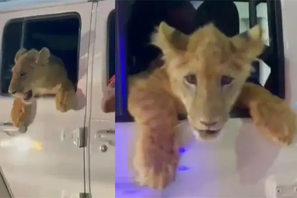 Captan en video un león dando un paseo en auto por el centro de Cabo San Lucas