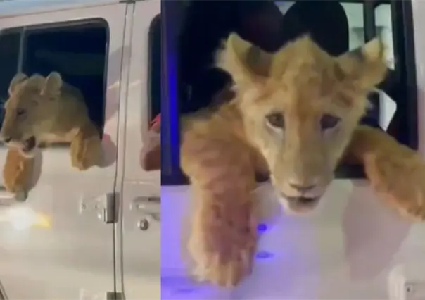 Captan en video un león dando un paseo en auto por el centro de Cabo San Lucas