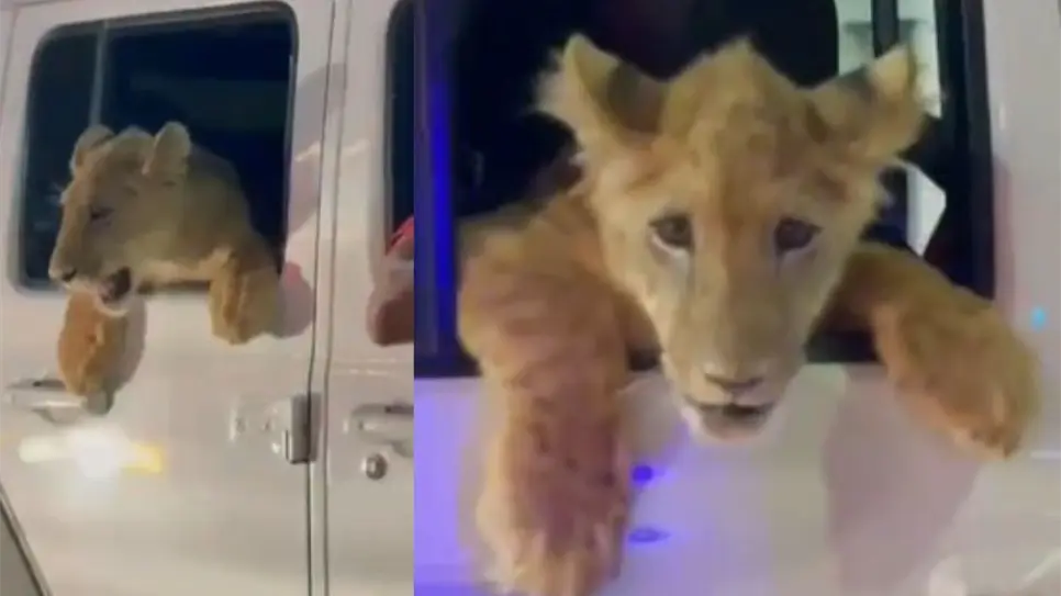 Captan en video un león dando un paseo en auto por el centro de Cabo San Lucas Captan en video un león dando un paseo en auto por el centro de Cabo San Lucas