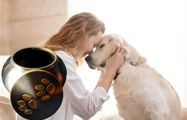 Los Cabos tendrá la primera funeraria para mascotas, ¿de qué trata?