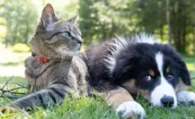 Autoridades de Altamira alertan sobre cuidados para mascotas en temporada de lluvias