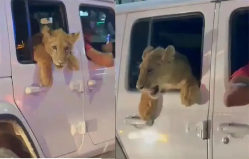 Foto: Captura video | TikTok / ruso.martz2