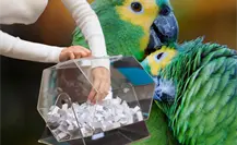 El Proyecto Santa María invita a participar en su rifa exprés para seguir protegiendo a los loros