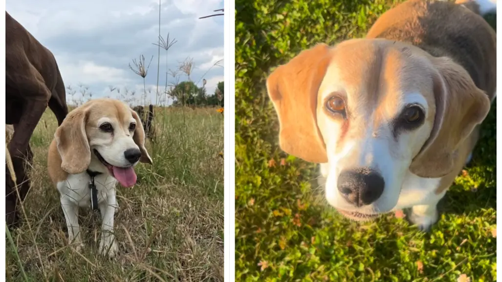 Aaron Ramsey pide ayuda para encontrar a su perrito que se perdió en México