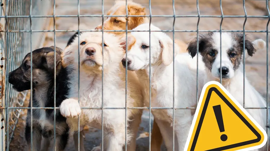 Piedras Negras en la mira por presunta crueldad animal, diputado denuncia al Gobierno Municipal