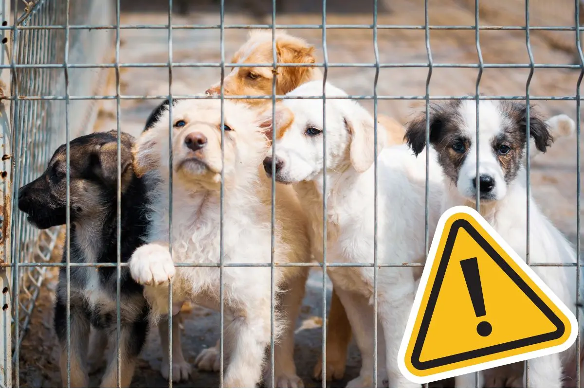Acusan de crueldad animal al gobierno municipal de Piedras Negras / Foto: Composición de Canva