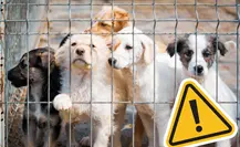 Piedras Negras en la mira por presunta crueldad animal, diputado denuncia al Gobierno Municipal