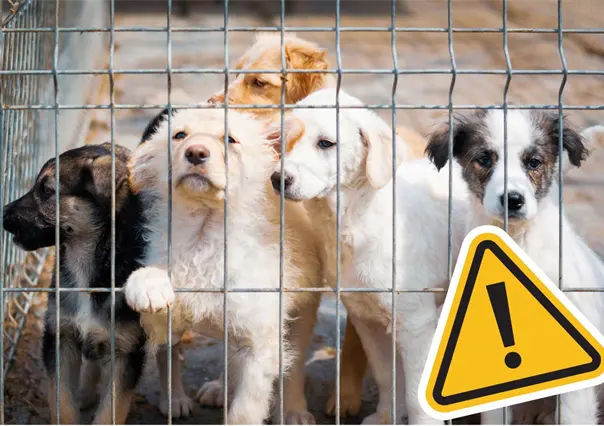 Piedras Negras en la mira por presunta crueldad animal, diputado denuncia al Gobierno Municipal