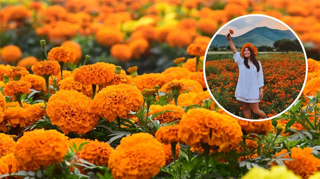 Día de Muertos: ¿Cómo llegar a los campos de cempasúchil a 20 minutos de Torreón?
