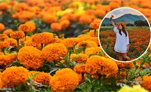 Día de Muertos: ¿Cómo llegar a los campos de cempasúchil a 20 minutos de Torreón?