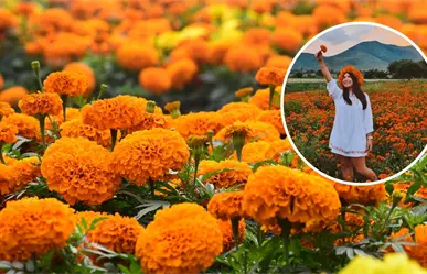 Día de Muertos: ¿Cómo llegar a los campos de cempasúchil a 20 minutos de Torreón?