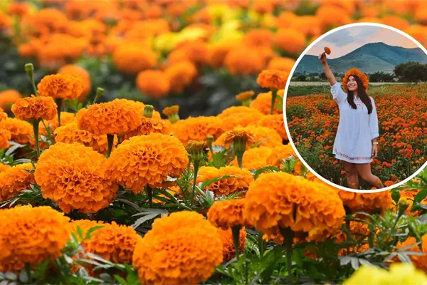 Día de Muertos: ¿Cómo llegar a los campos de cempasúchil a 20 minutos de Torreón?