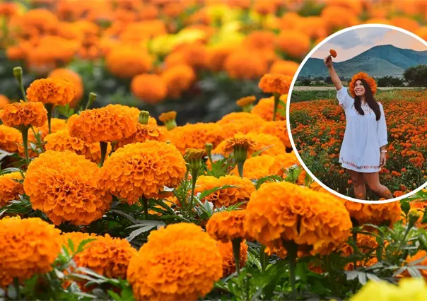 Día de Muertos: ¿Cómo llegar a los campos de cempasúchil a 20 minutos de Torreón?