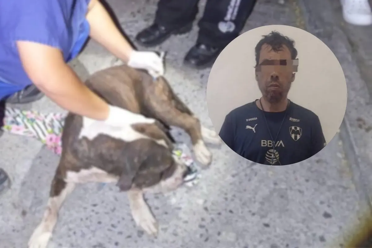 Detenido por maltrato a un perrito en Santa Catarina, Nuevo León. Foto: Composición Canva