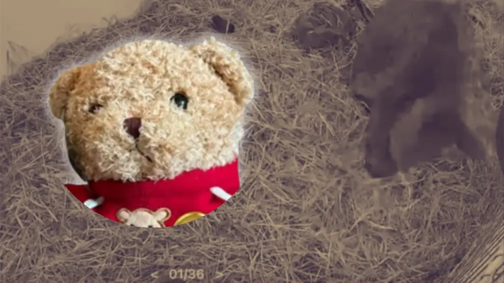 ¡Dale un abrazo a la osa Mina! Lanzan campaña: ¿cómo donar y recibir su peluche?