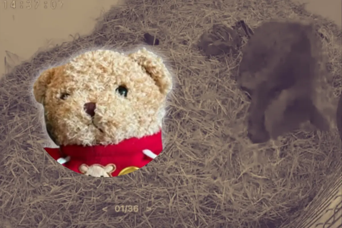 Un oso de peluche inspirado en Mina y la osa de fondo. Foto: Composición Canva