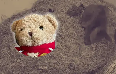 ¡Dale un abrazo a la osa Mina! Lanzan campaña: ¿cómo donar y recibir su peluche?
