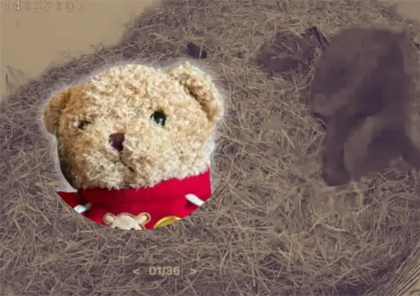 ¡Dale un abrazo a la osa Mina! Lanzan campaña: ¿cómo donar y recibir su peluche?