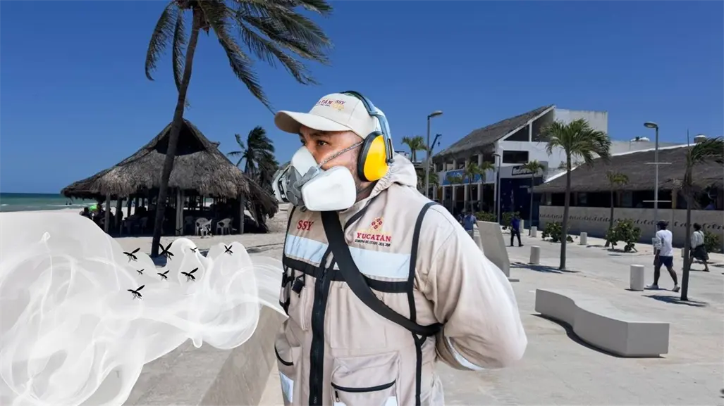 Moscos abundan en Yucatán: Progreso, el municipio más afectado y así lo combaten