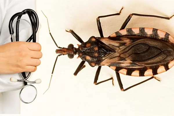 Así puedes prevenir el mal de Chagas en Yucatán