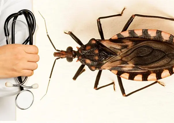 Así puedes prevenir el mal de Chagas en Yucatán
