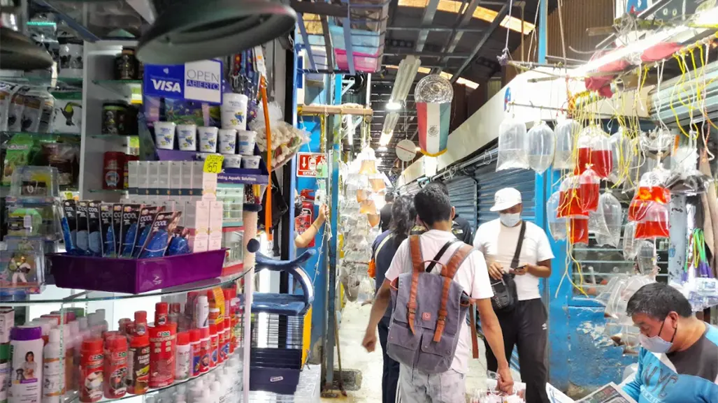 No solo Mercado de Sonora, en este mercado también venden animales exóticos en CDMX