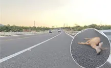 Atropellan a un venado en el libramiento de Cabo San Lucas – San José del Cabo