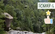 Bosque de Durango destaca por su buen aprovechamiento forestal a nivel nacional